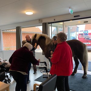 Beboerne på Glyngøre Plejecenter havde besøg af den dejlige islandske hest Silfur Hans - november 2022.